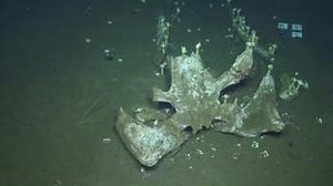 2.3K views · 15 reactions | This whale fall was discovered in 2009,...