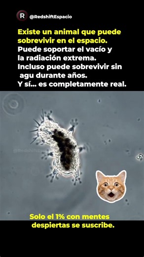 El animal que puede sobrevivir en el espacio 😳