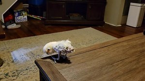 (Not little friendly) Dancing to some more Tech N9ne The Herder | Griffi The Dancing Cockatoo