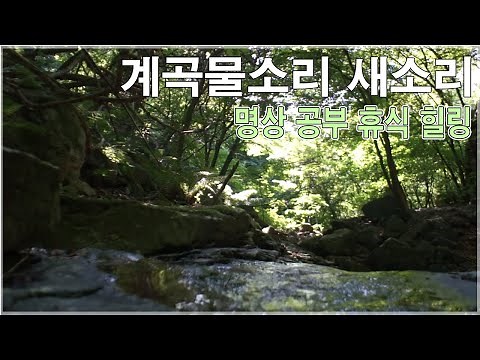 8 Hours Nature Sounds: Relaxing River & Birdsong for Deep Sleep, Study & Meditation 🌿 ASMR