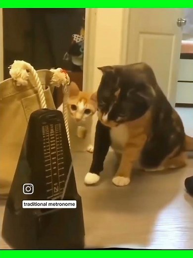 How does the metronome work? #petlove