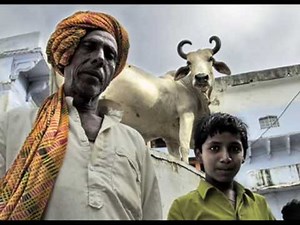 Sacred Cows In India