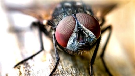 Easiest and possibly most effective way to keep flies away - The Weather Network