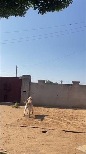 Angry Labrador Barking #funny #gsds #dogbreed