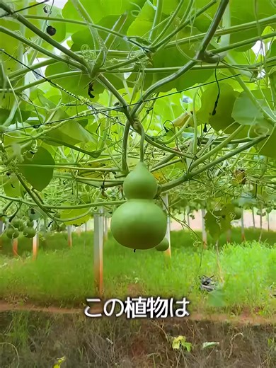 ひょうたんて作る水筒 #top #面白い #人生 #傾向