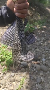 10K views · 65 reactions | Janitor fish #fishingadventure #fypfishing #JanitorFish #bobbyTV #reelsfacebook #reelsvideoシ #fishing #fishingtrip | BOBBY TV' | Facebook