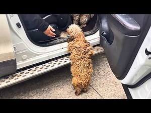 "Don't go, take me home with you," the starving stray dog pleaded with sad eyes.