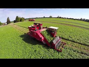TVF Farms Cucumber Harvest 2015