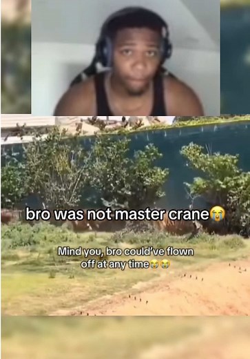 Kung Fu Panda: Master Crane and Tigress Crossover Moments