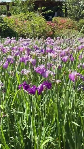 【2026.6.7】皿山公園の花菖蒲見頃を迎えています！！#nagasaki #長崎県 #長崎市 #長崎の様子 #長崎の風景 #佐世保市 #佐々町 #花菖蒲 #花 #皿山公園 #公園 #shorts