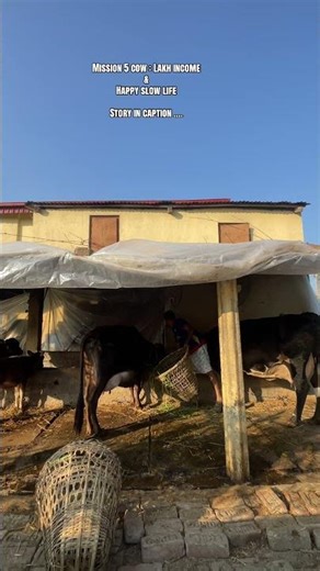 Why left good going corporate job for cow farm ? || Chartered Accountant in farming #slowliving