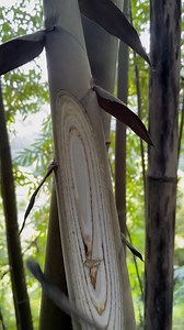 The bamboo worm … | CTOOM