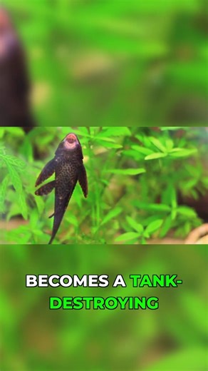 Pleco Grows Into Monster, Destroys Tank #aquariumfail #fishkeeping