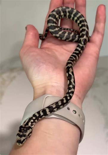 Explore NARBC Dallas 2023: Discovering Reptile Treasures