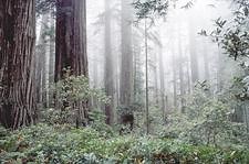 Threats to Redwood National Park