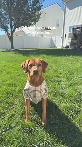 5.8K views · 245 reactions | Happy fall y’all!!! | Red Lab Ricky | Facebook