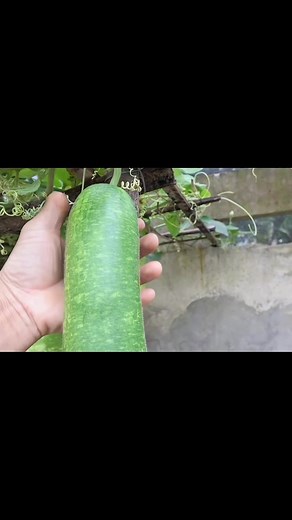 Growing Upo from Seeds - Planting Tips and Tricks