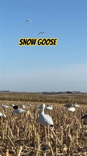 Epic waterfowl hunts and fishing adventures in Devils Lake, North Dakota | All Flocked Up Outdoors