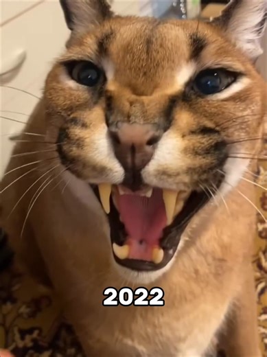 Evolution of Cat Memes: Then and Now
