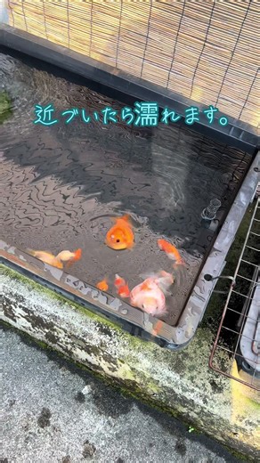 ピンポンパールの飼育法と魅力