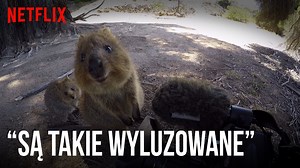 Nie wiemy, kto dziś tego potrzebuje, ale oto 44 sekundy z kuoką krótkoogonową. 🎞 72 Cutest Animals | Netflix