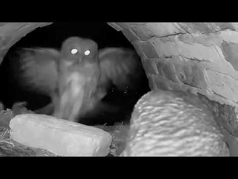 Day 44 of Bernadette and her Owlet. Barred Owl Nest Cam LIVE Stream
