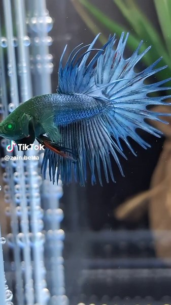 Zain_bettacollection on TikTok