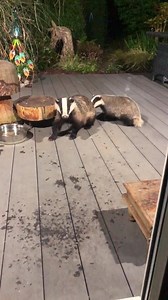 I have to say it doesn’t get much better than this, I’m a very lucky lady 🐾🐾❤️ "To use this video in a commercial player or in broadcasts, please email licensing@storyful.com" | Mr Lumpy & Friends.