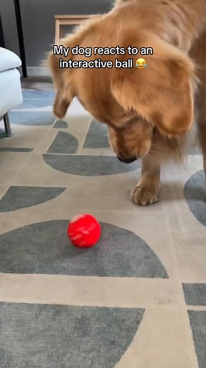 Perfect for indoors and outdoors – your dog stays busy even when you don’t have time! 🎾🏡 ✅ Self-rolling for nonstop movement ✅ Extremely durable and long-lasting ✅ Keeps dogs meaningfully engaged for hours Join thousands of happy pet owners and save up to 50% – only for a limited time! 🎁 https://aussiewoof.com/products/durable-and-long-lasting-self-rolling-dog-ball | Aussiewoof