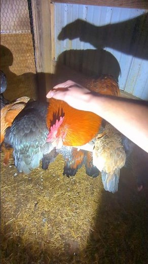 How Were All The Chickens Doing When I Locked Them Up?