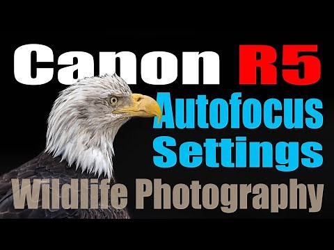 Canon R5 - How to Setup the Autofocus and Button Layout for Wildlife Photography
