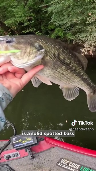 Gotta love it when the plan works! 😂 @Logan Anderson Fishing was throwing the RIGHT bait at the RIGHT time, courtesy of the Deep Dive app Top Baits tool! #fishing #bassfishing #fishtok #fishinglife