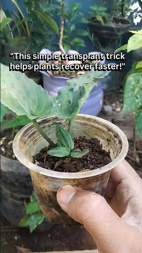 How to Transplant Plants Without Damaging the Roots #gardening