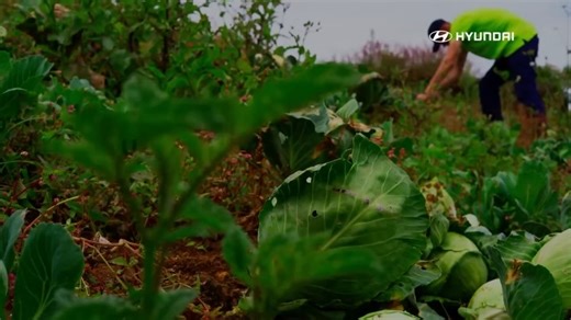 Llevar progreso a la humanidad empieza por las acciones que generan un bien mayor. Por eso, desde nuestro programa Embajadores de Progreso, nos unimos a @abacocolombia para rescatar alimentos en el campo y apoyar una labor vital: que el hambre no siga siendo paisaje. En Hyundai creemos que la movilidad también puede ser una herramienta de progreso, de apoyo y de presencia real en los territorios donde más se necesita. 💙🚗✨ | Hyundai Colombia