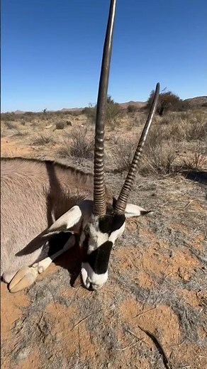 🎯 Epic Gemsbok Hunt . Witness the thrill of the chase and the ultimate reward. #hunting #africa