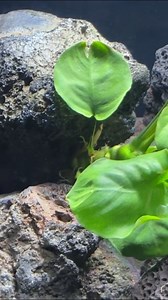 2.5K views · 11 reactions | A big thank you to @glassboxdiaries for sharing the hygger HG058 light!  https://www.hygger-online.com/product/full-spectrum-aquarium-led-light/?ref=affiliate | Hygger Aquarium | Facebook