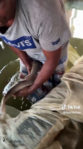 Fish breding ka full video 🐋🐋🐋🐋🐋