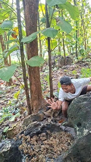 Discovery of partridge's nest #shortsviral #animals #nature