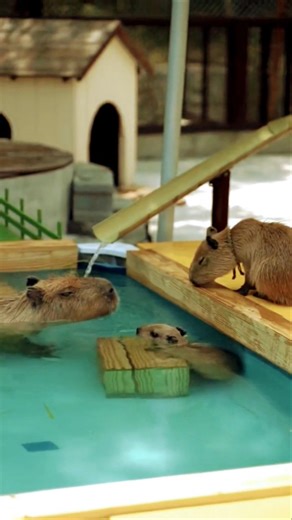 Capybara's love the pool 🩵 #capibara #capybara #love #cute #babycapybara #viral #pool
