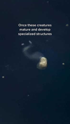 Understanding Cercaria: The Early Stages of a Freshwater Parasitic Worm