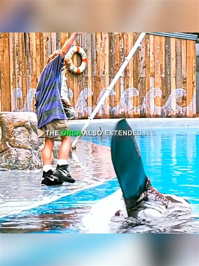 "ရေထဲပြုတ်ကျတဲ့ ကျွန်တော့်အသက်ကို ကယ်ခဲ့တဲ့ ဝေလငါးကြီး ဝီလီ... 🐳✨ Qui... | fully grown orca