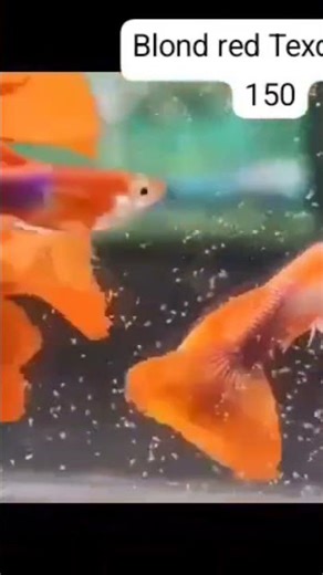 albino guppy available in sales thanks for support 😍