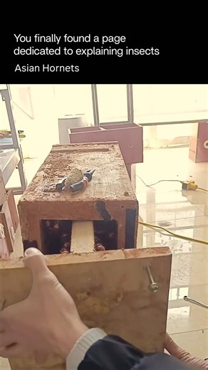 Explaining Insects 🦋 on Instagram: "Asian hornets are large, invasive wasps native to Southeast Asia, most commonly referring to Vespa velutina. They are known for: • Predation on bees – they hover in front of hives and catch honeybees mid-air, severely weakening colonies • Rapid spread – introduced accidentally into Europe, they’ve expanded quickly due to lack of natural predators • Large paper nests – often built high in trees or structures, sometimes housing thousands of individuals • Aggres