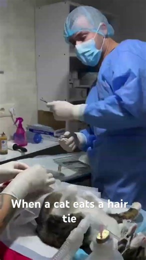 Successful surgery to remove a foreign body from a cat’s intestine.