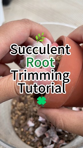 Succulent Root Trimming ASMR Video #succulent #succulentaddict #succulents #gardening #succulentlover #planting #plantlover #succulentsofinstagram #asmr | Succulent Shine