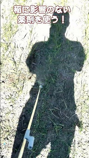 【乾田直播】雑草に先手！除草剤を散布します