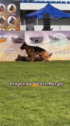 Dragon del Vento Margio 18.05.2025 CSV show Ji-Mo, ShanDong 🇨🇳 | TOP GSD SHOW