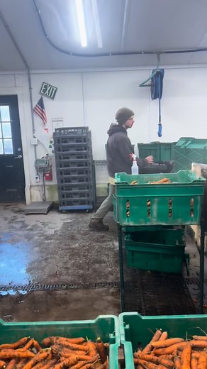 Thanksgiving prep is officially underway in the Veg Barn at Morning Glory Farm. Fresh island-grown produce is being harvested, washed, trimmed, sorted, and packaged so it is ready for your holiday table. From vibrant greens to hearty roots, everything is handled carefully and with pride before it heads to the farmstand. It is a busy, beautiful rhythm this time of year and we are grateful to share it with our community! | Morning Glory Farm