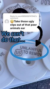 These so called ugly clips are “Official IDs” which is a legal term! It is illegal to remove them, so even if a farmer wanted to, they couldn’t do so without breaking the law. #cow #officialid #realid #traceability #dairy #usda #illegal #unlawful #dairydoc #dairykind | Dairy Doc