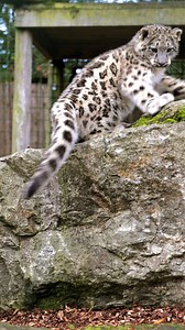 96K views · 4.1K reactions | We've seen dogs chasing their tails but...